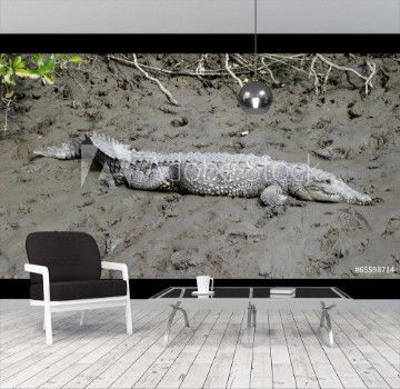 Bild på Crocodylus acutus
